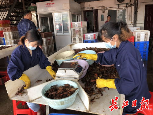 武漢白沙洲農(nóng)副產(chǎn)品大市場(chǎng) 日批發(fā)百噸龍蝦，引領(lǐng)“撮蝦子”潮流