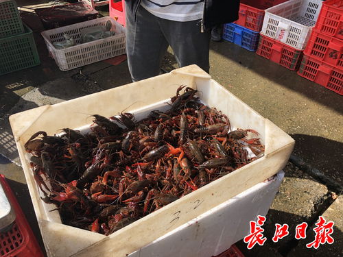白沙洲農副產品大市場龍蝦批發日破百噸，武漢“撮蝦子”熱度不減